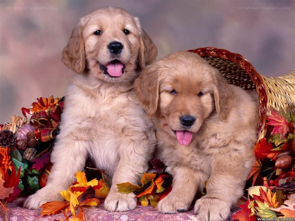 Two golden retriever puppies