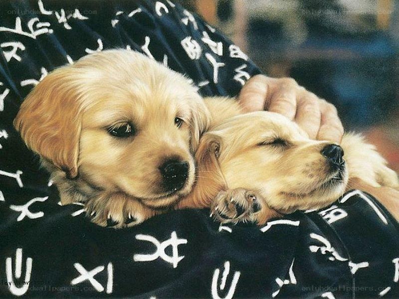 Two golden retriever puppies
