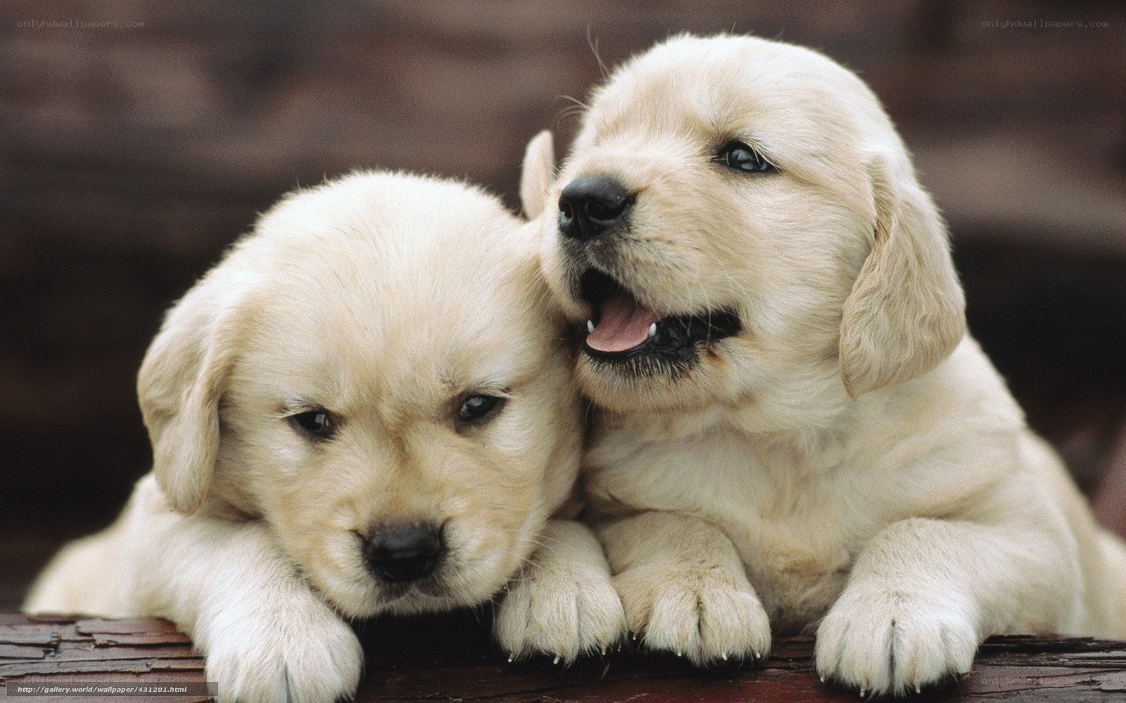 Two golden retriever puppies