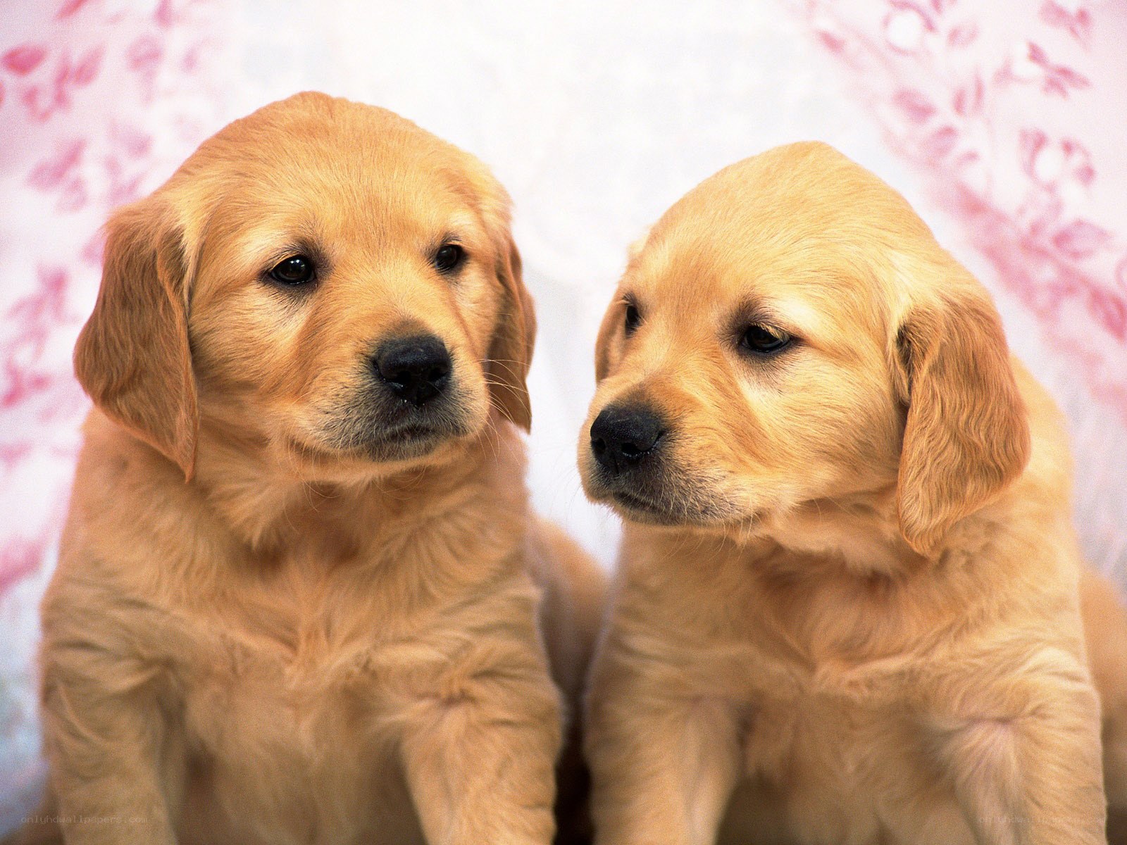 Two golden retriever puppies