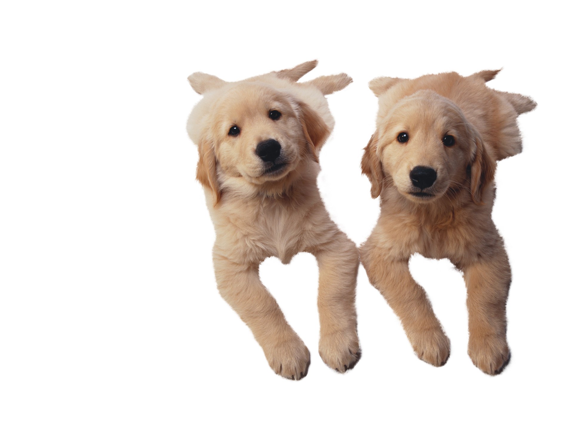 two golden retriever puppies