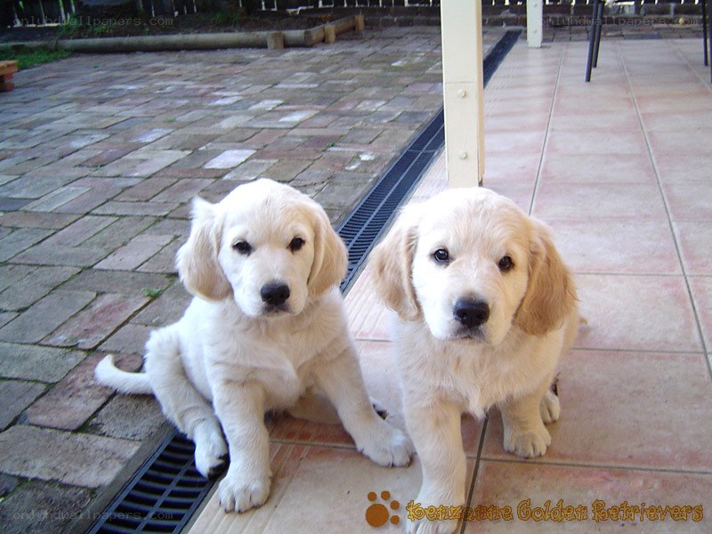 two golden retriever puppies