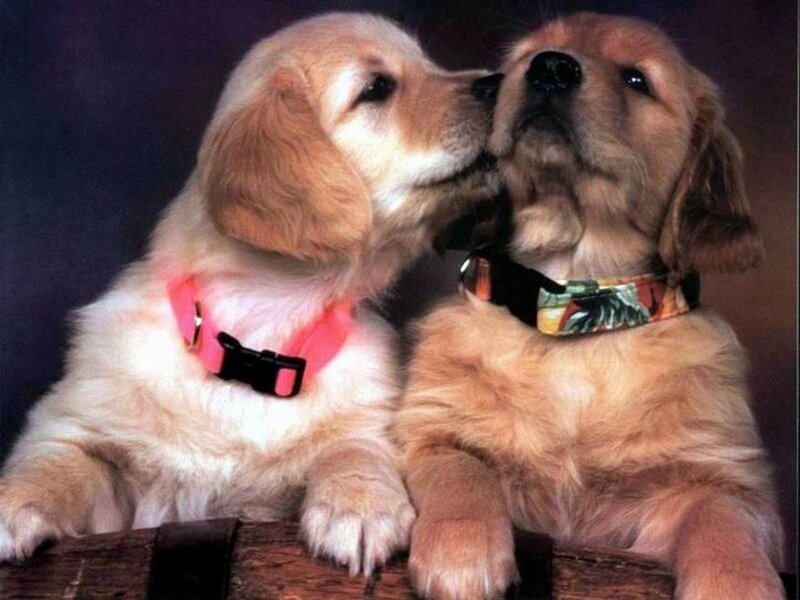 Two Golden Retriever Puppies — Affectionate
