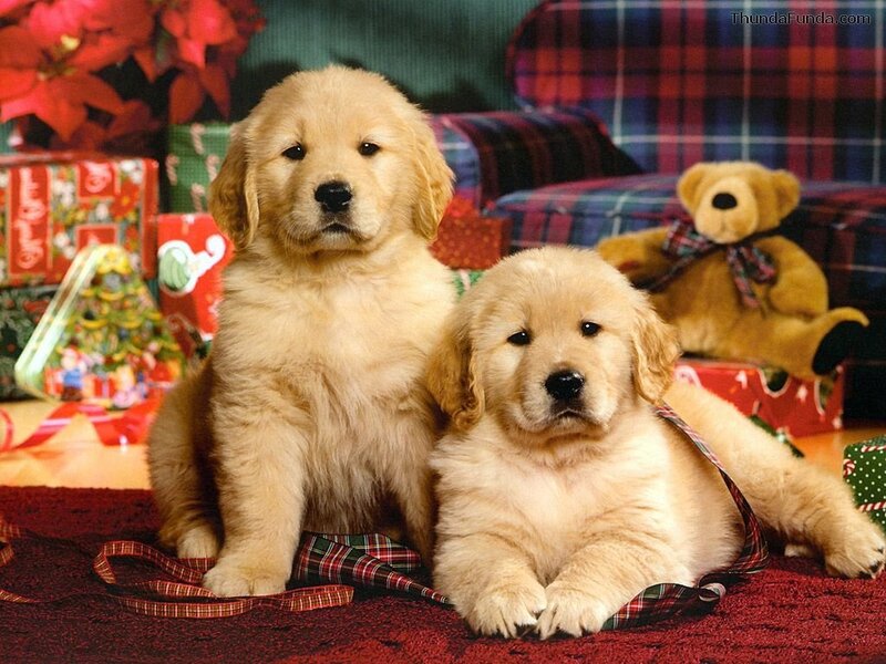 Two golden retriever puppies at Christmas