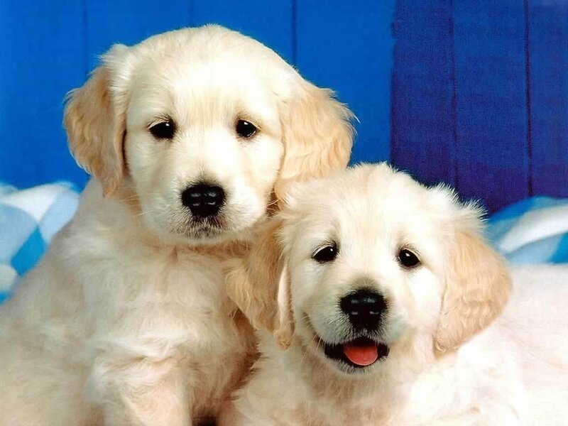 Two Golden Retriever Puppies — Blue