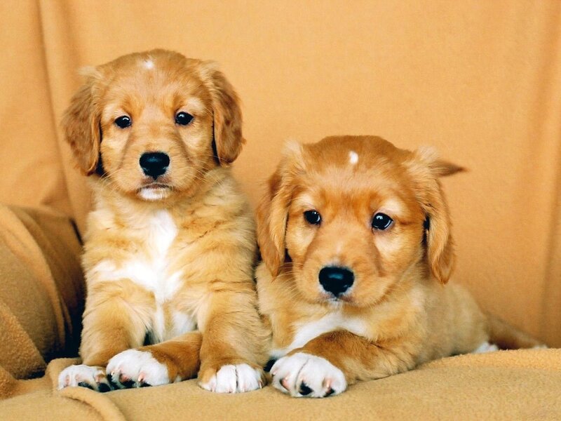 Two Golden Retriever Puppies — Brown