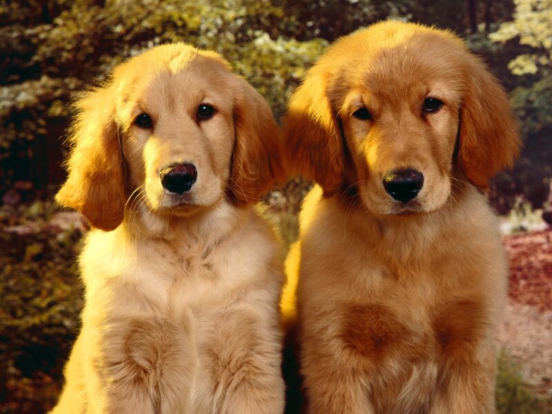 Two Golden Retriever Puppies — Calm, Afternoon, Photograph, Trees