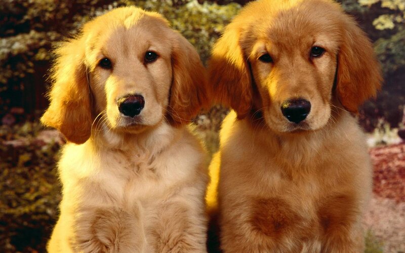 Two Golden Retriever Puppies — Calm, Afternoon