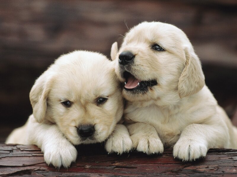 Two Golden Retriever Puppies — Cream