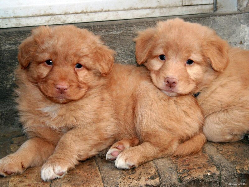 Two Golden Retriever Puppies — Cute, Photograph