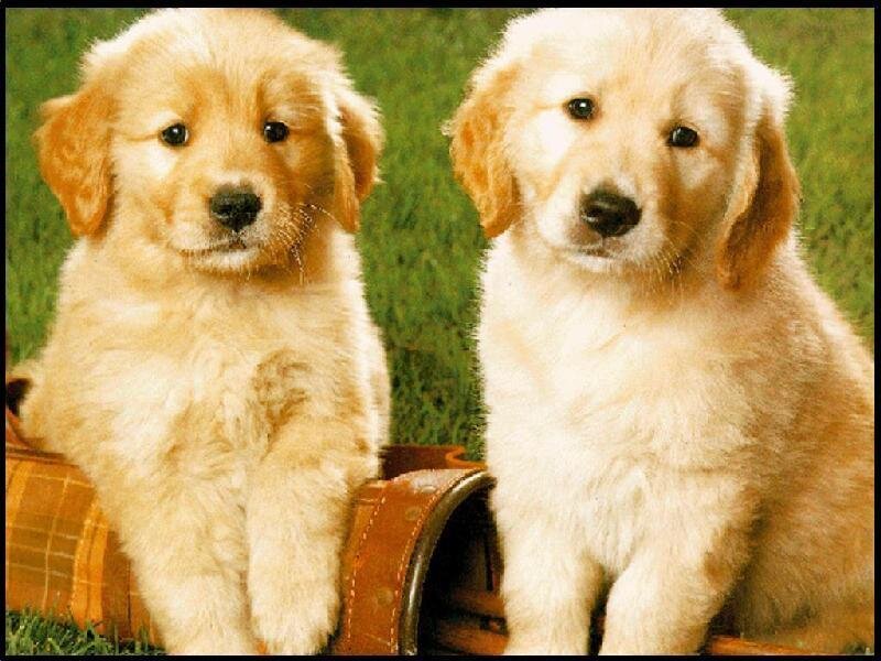 Two Golden Retriever Puppies — Cute