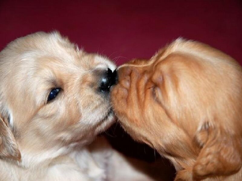 Two Golden Retriever Puppies — Gold, Affectionate