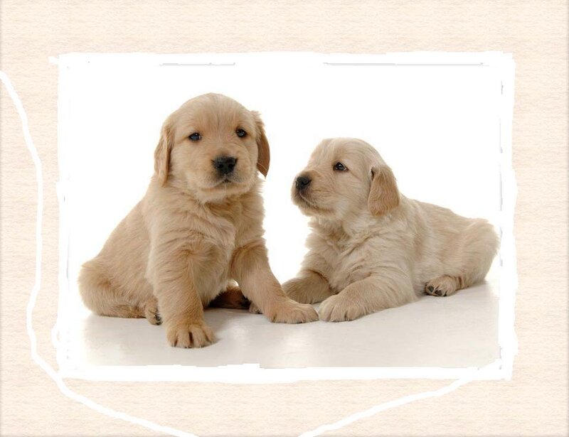 Two Golden Retriever Puppies — Gold