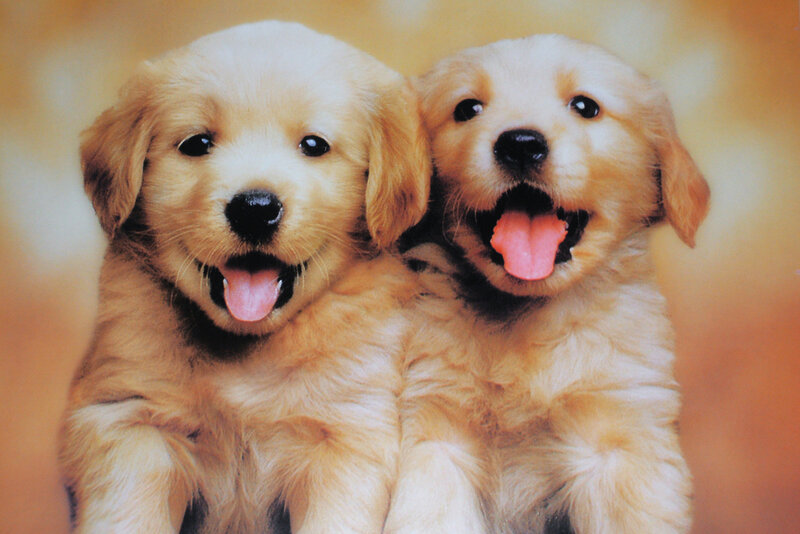 Two Golden Retriever Puppies — Happy