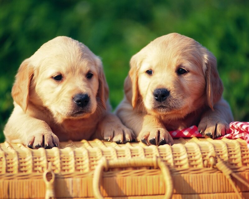 Two golden retriever puppies in a basket