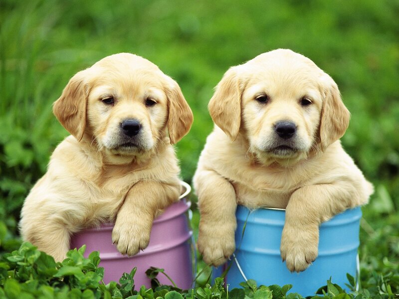 two golden retriever puppies in buckets