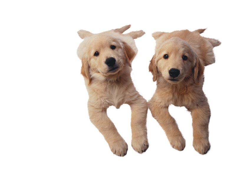 Two Golden Retriever Puppies — Neutral