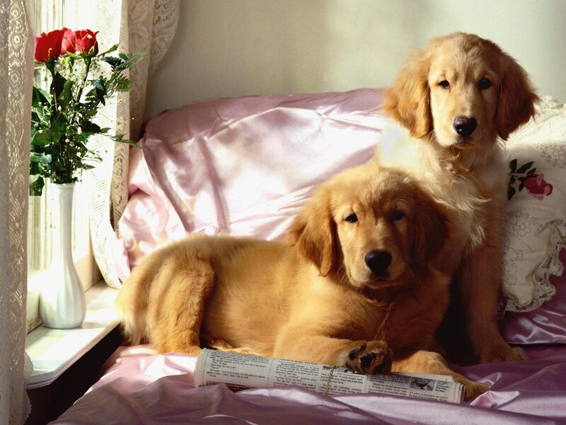 Two golden retriever puppies on a bed