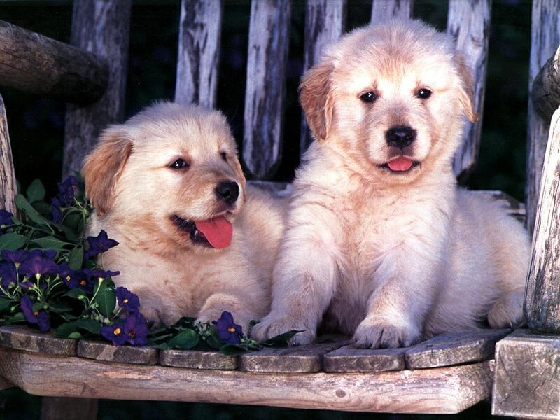 Two golden retriever puppies on a bench