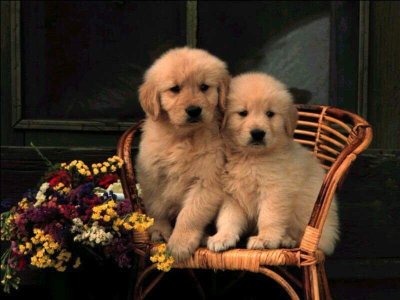 Two golden retriever puppies on a chair