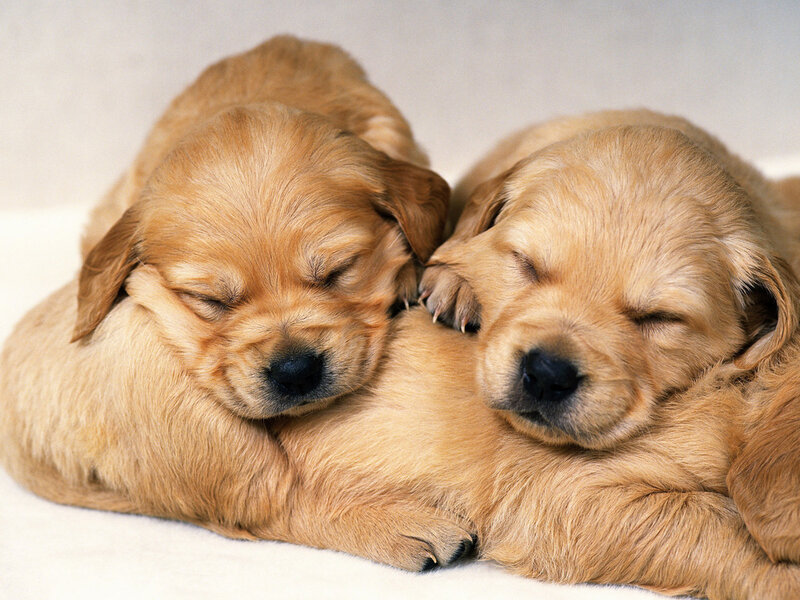 Two Golden Retriever Puppies — Peaceful