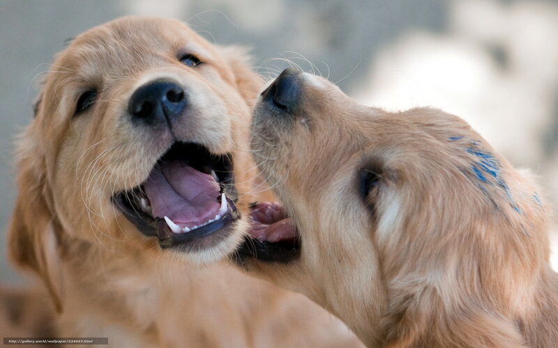 Two Golden Retriever Puppies — Playful, Photograph, Blue Paint