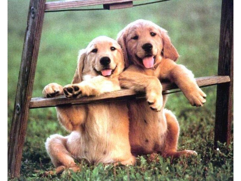 Two Golden Retriever Puppies — Playful