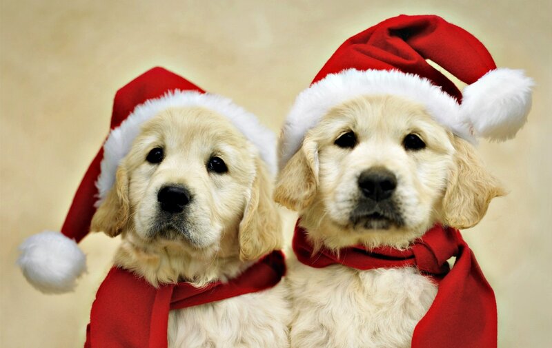 Two Golden Retriever Puppies — Red, Festive
