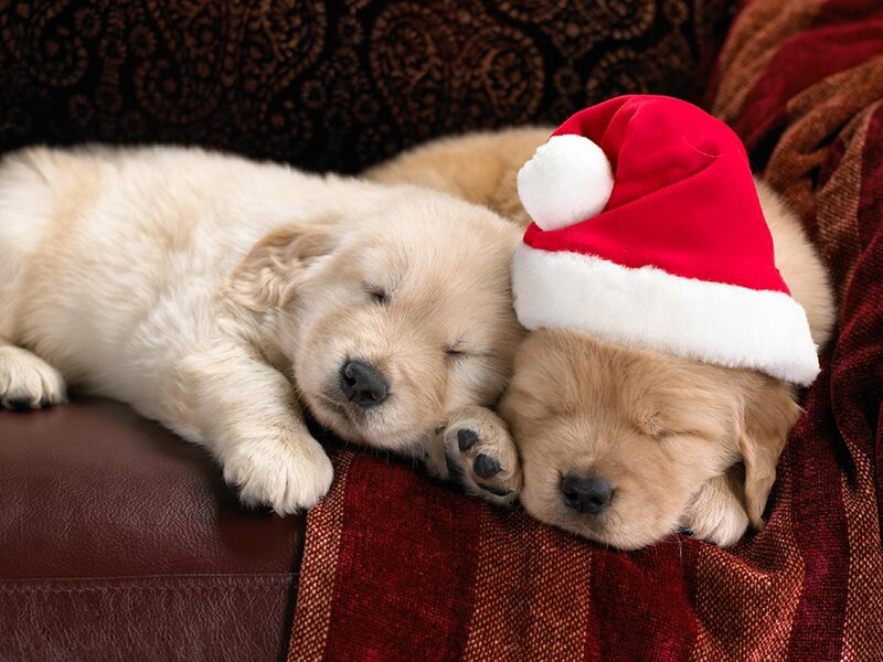 Two Golden Retriever Puppies — Red, Peaceful, Winter