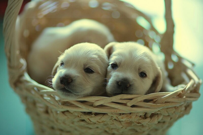 Two Golden Retriever Puppies — White, Calm, Photograph, Basket
