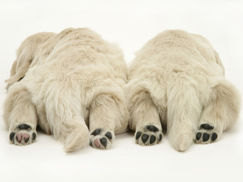 Two Golden Retriever Puppies — White, Calm, Photograph, Paws