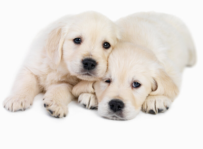 Two Golden Retriever Puppies — White, Calm, Photograph, White Background