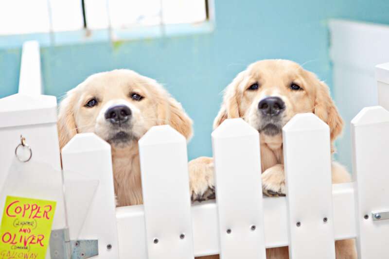 Two Golden Retriever Puppies — White, Curious