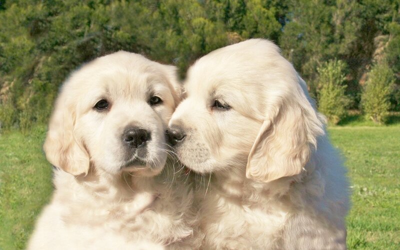 Two Golden Retriever Puppies — White, Peaceful