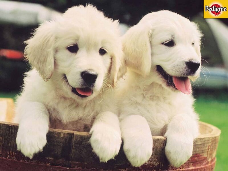 Two Golden Retriever Puppies — White