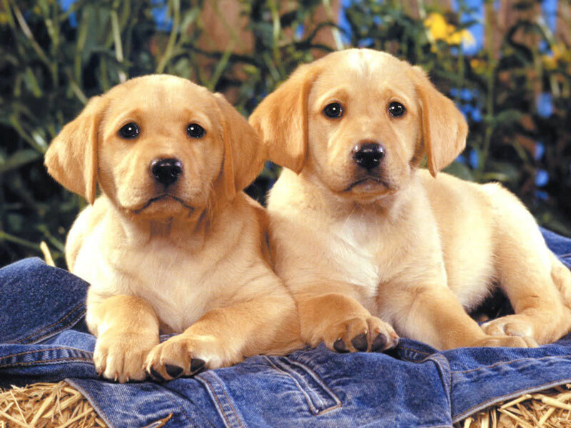 Two Golden Retriever Puppies — Yellow, Calm