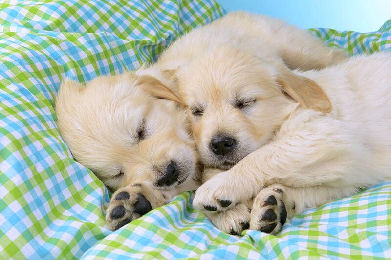 Two Golden Retriever Puppies — Yellow, Peaceful
