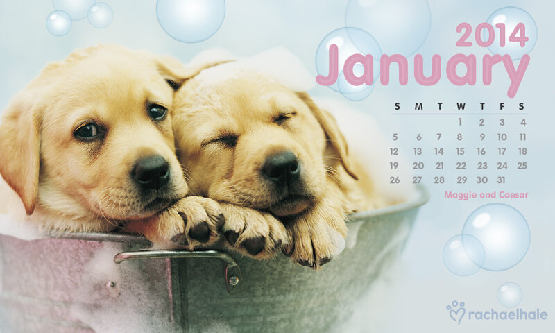 Two Golden Retriever Puppies — Yellow