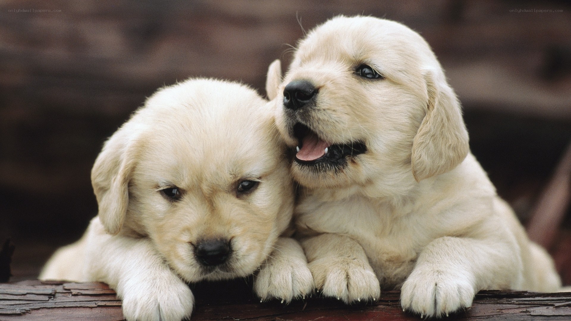 Two golden retriever puppies
