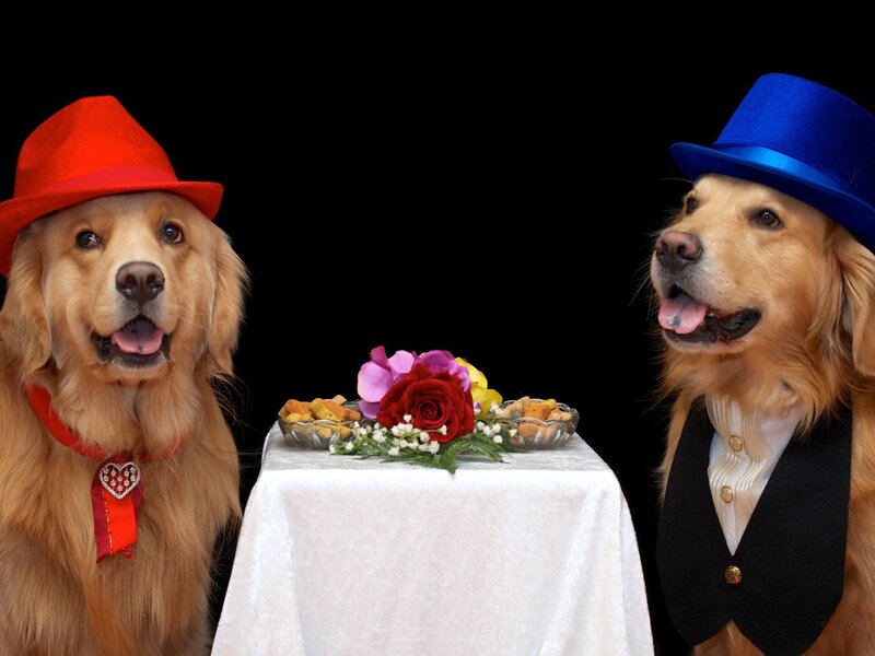 Two Golden Retrievers — Black, Formal