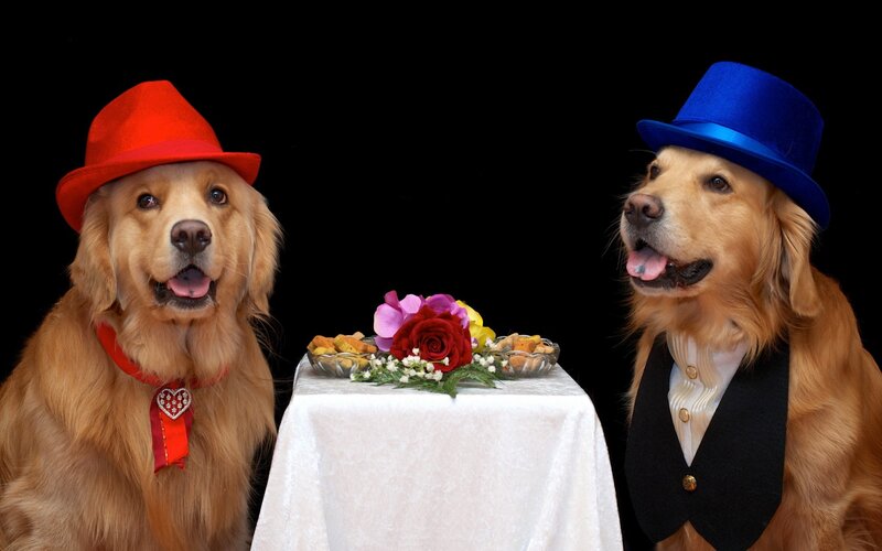 Two Golden Retrievers — Black