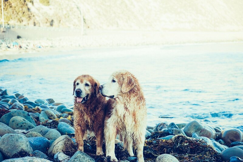 Two Golden Retrievers — Blue