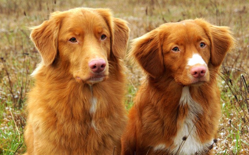 Two Golden Retrievers — Brown, Calm, Autumn