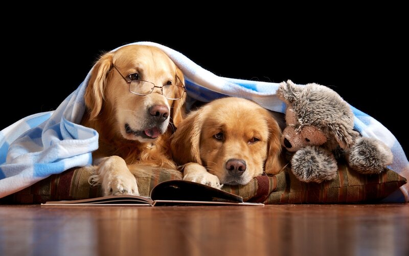 Two Golden Retrievers — Brown, Calm, Photograph, Blanket