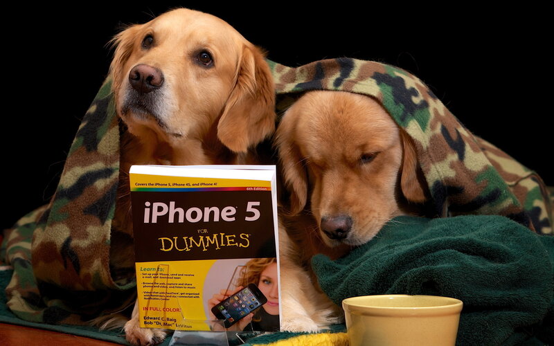 Two Golden Retrievers — Brown, Calm, Photograph, Book