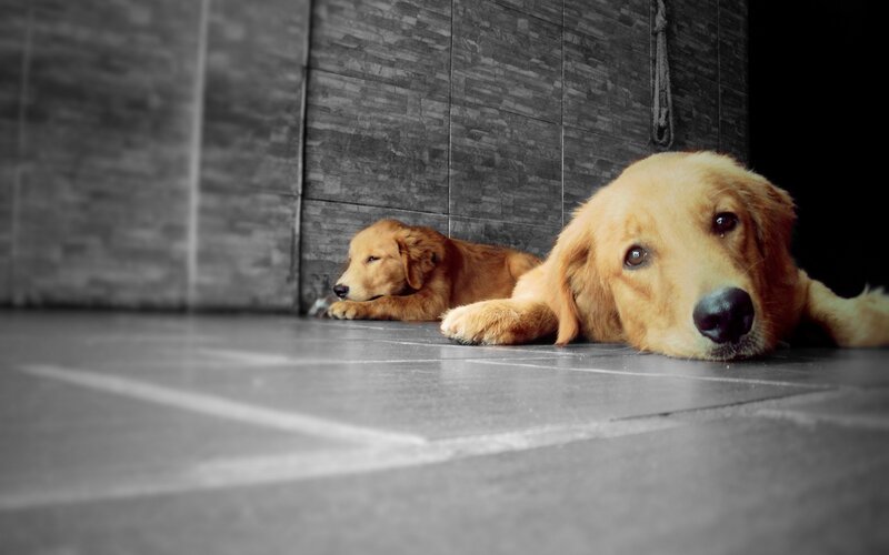 Two Golden Retrievers — Brown, Calm, Photograph, Floor