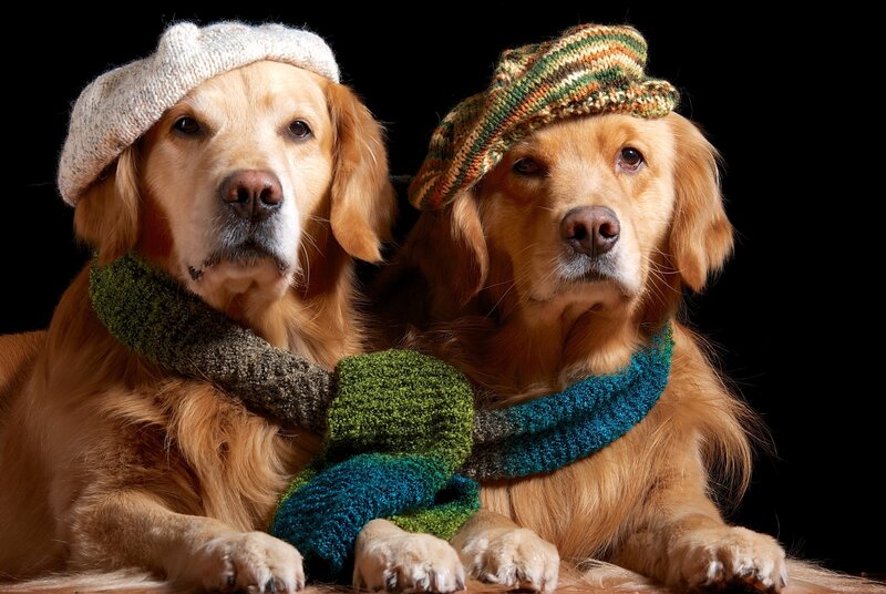 Two Golden Retrievers — Brown, Calm, Photograph, Knit Hats