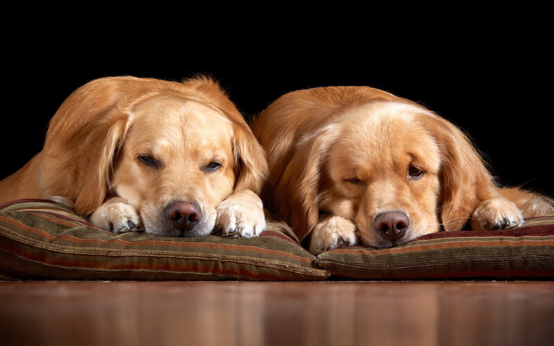 Two Golden Retrievers — Brown, Calm, Photograph