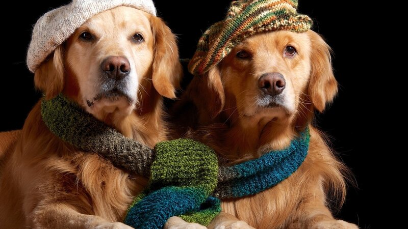 Two Golden Retrievers — Brown, Dramatic