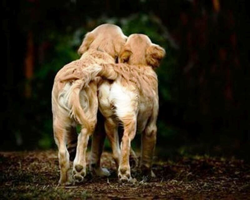 Two Golden Retrievers — Brown, Peaceful